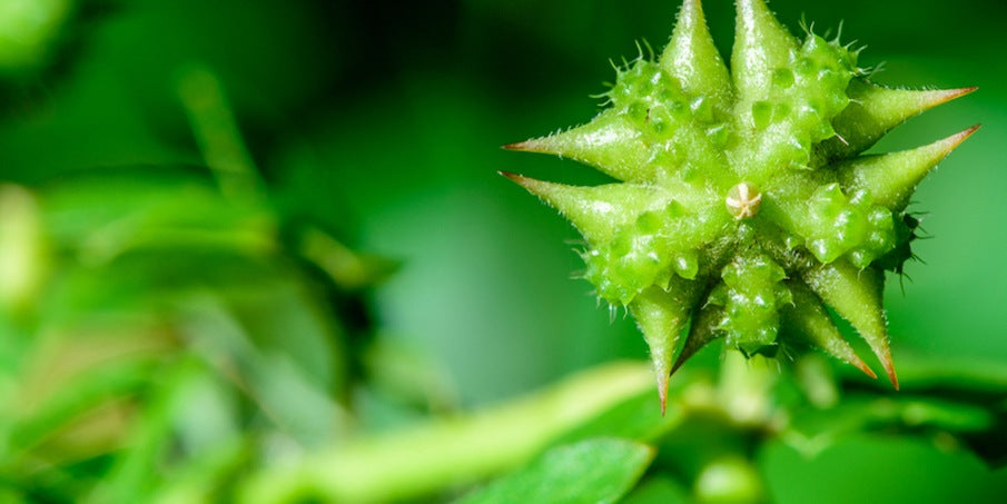 Tribulus - Qu'est-ce que c'est ?