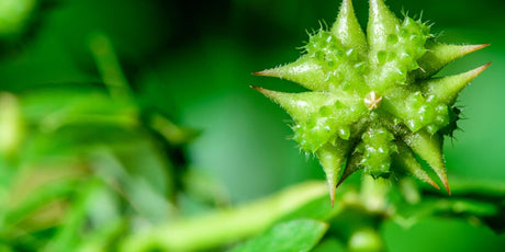 Tribulus - Qu'est-ce que c'est ?